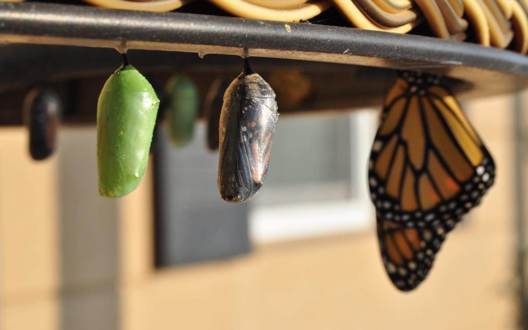 Butterflies